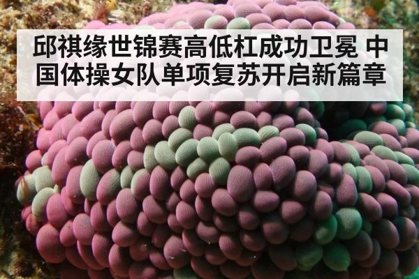 邱祺缘世锦赛高低杠成功卫冕 中国体操女队单项复苏开启新篇章